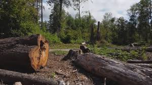 Leaf Removal in Lake Tansi, TN